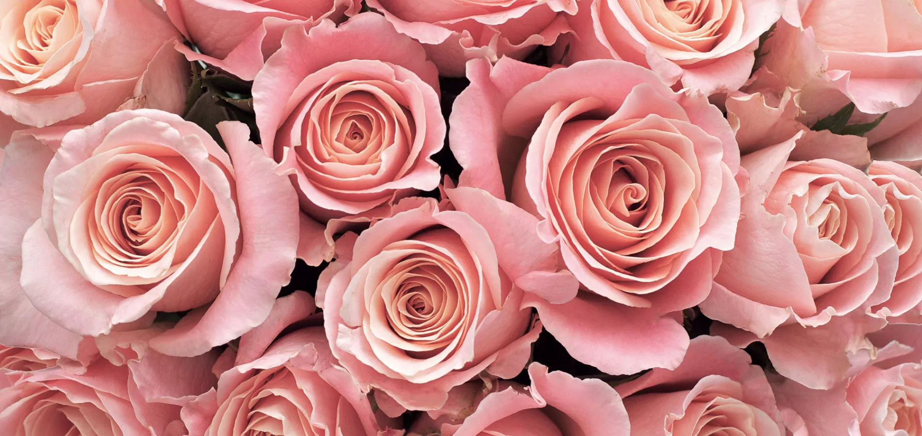 nursery-ornamentals-cut flowers-title