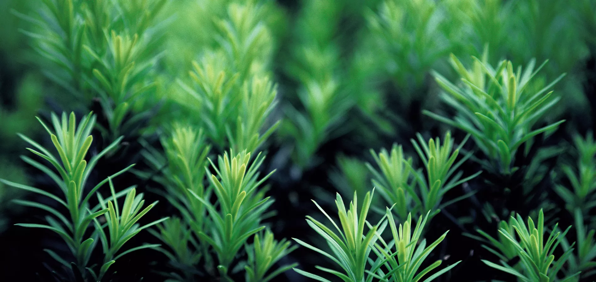 nursery-forestry-title