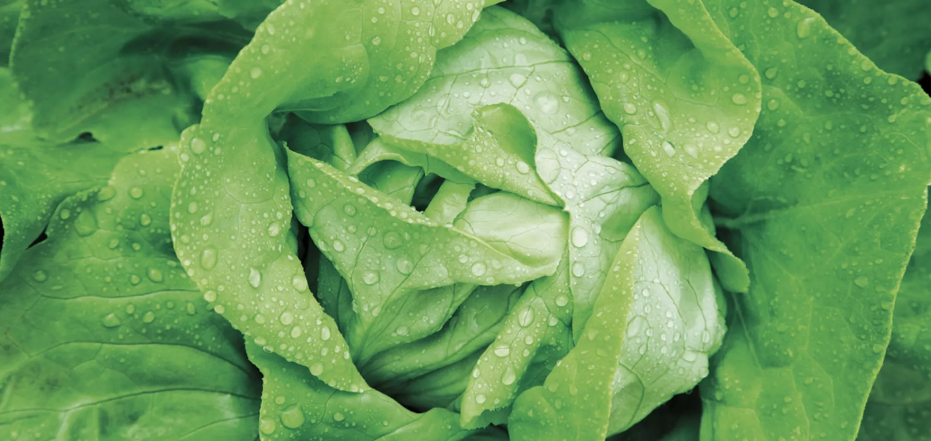 vegetables-lettuce-title