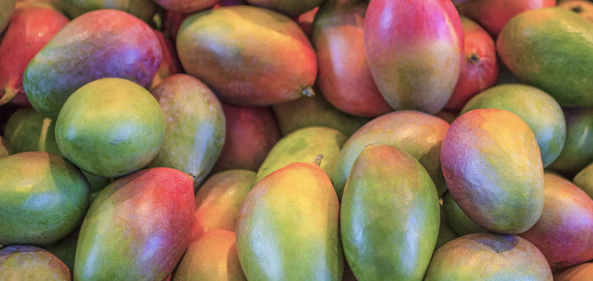 fruits mango-title