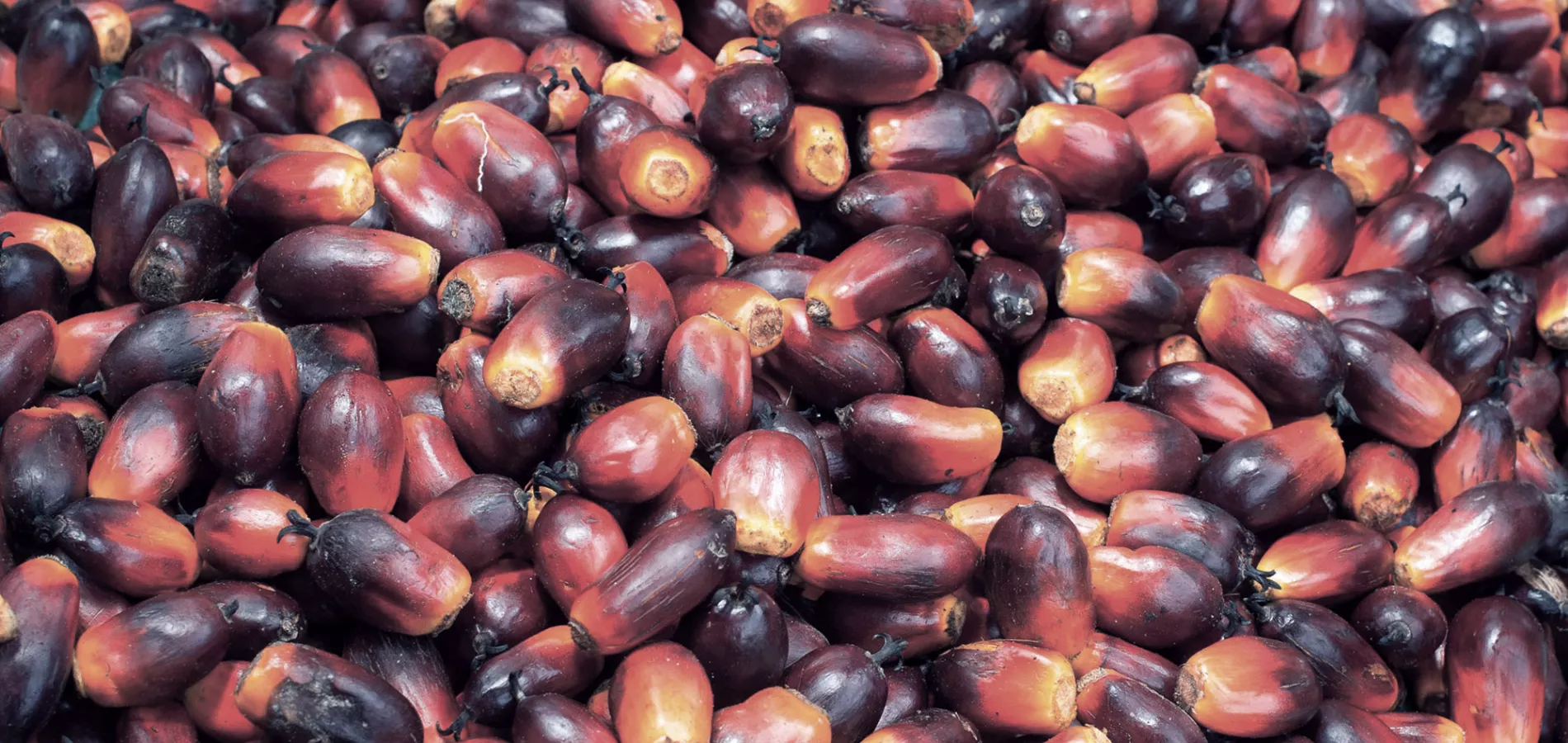 fruits oil palm-title