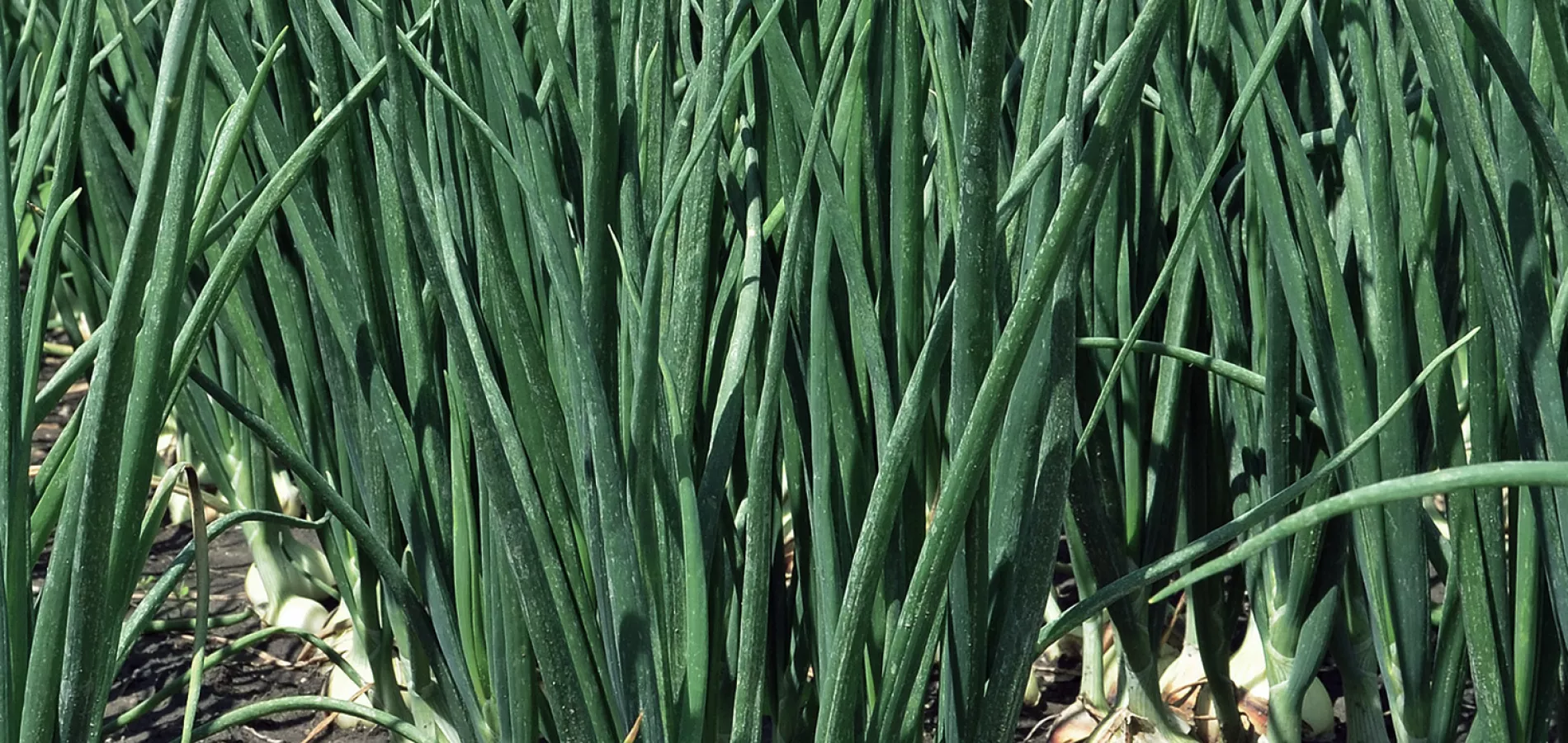 vegetables-onion-garlic-v