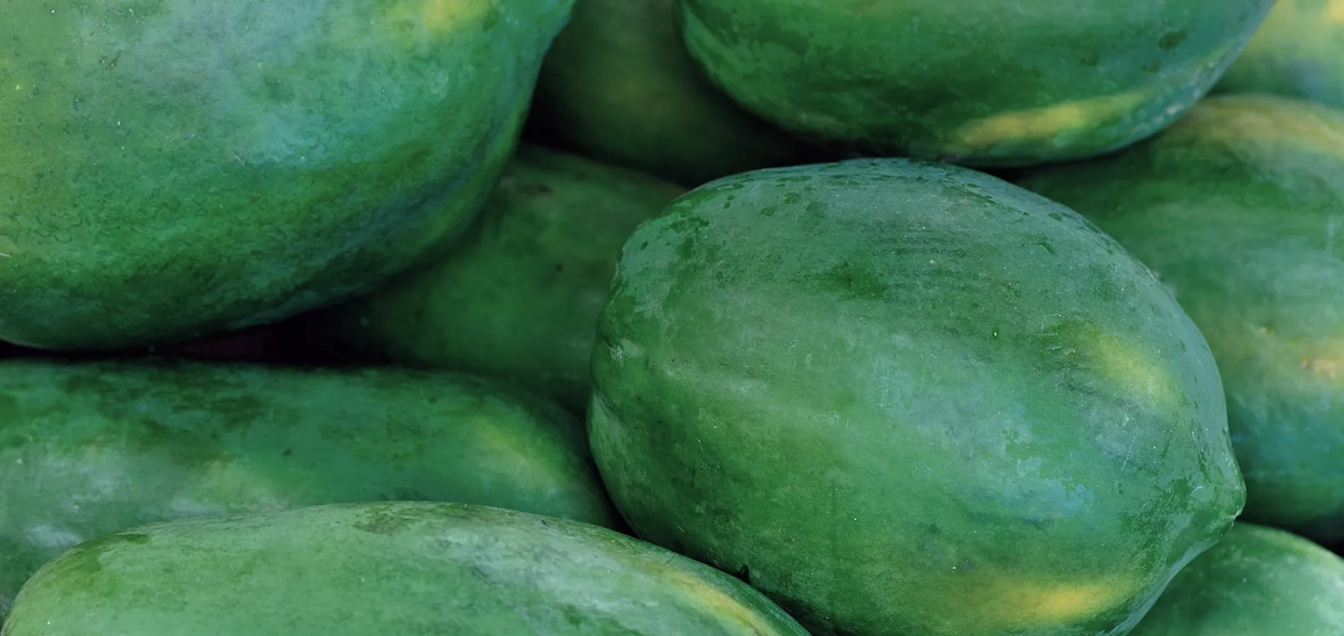 fruits papaya-title