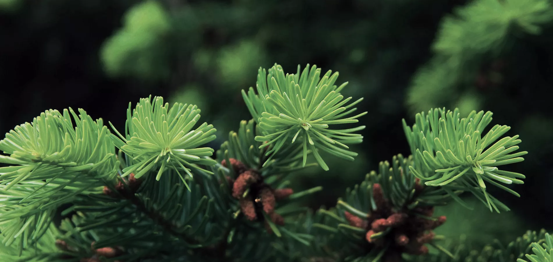 nursery-ornamentals-trees-title