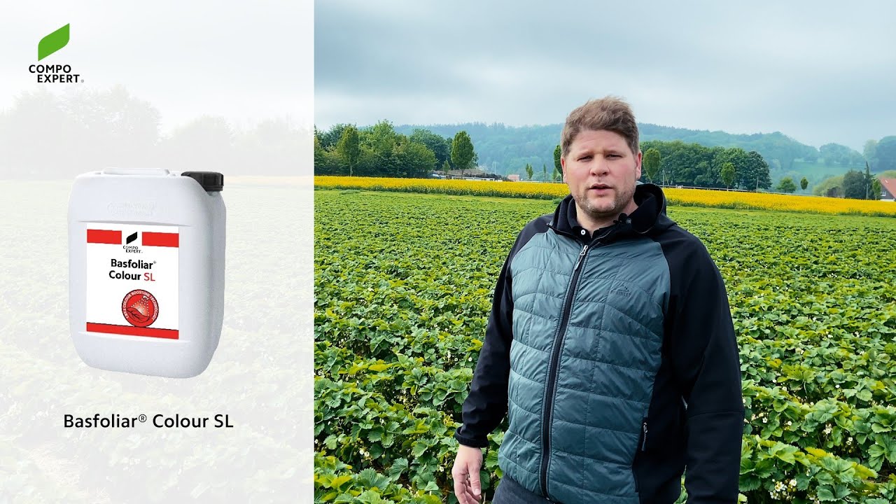 Verbesserung der Fruchtfärbung mit Basfoliar Colour SL Verbesserung der Fruchtfärbung mit Basfoliar Colour SL