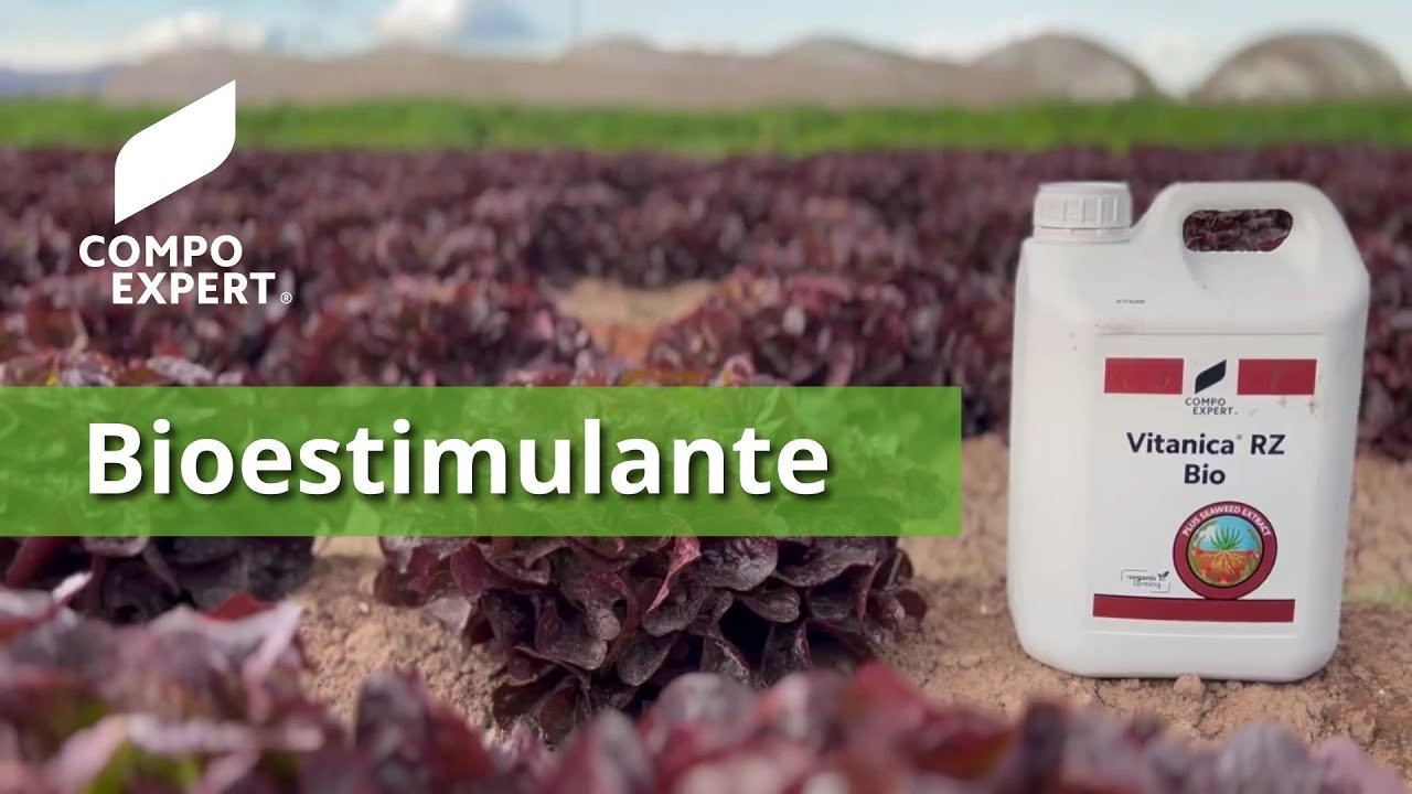 Bioestimulantes con algas Ecklonia maxima y microorganismos - Vitanica® RZ Bio - COMPO EXPERT Bioestimulantes con algas Ecklonia maxima y microorganismos - Vitanica® RZ Bio - COMPO EXPERT
