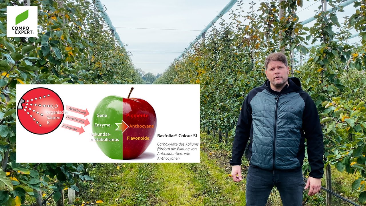 Äpfel und Erdbeeren - Biostimulanz zur Ausfärbung