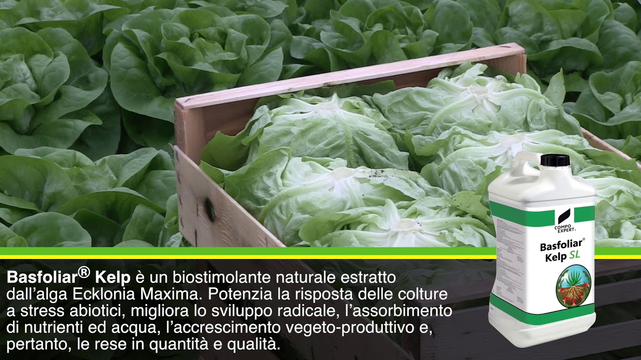 Lattuga Lattuga