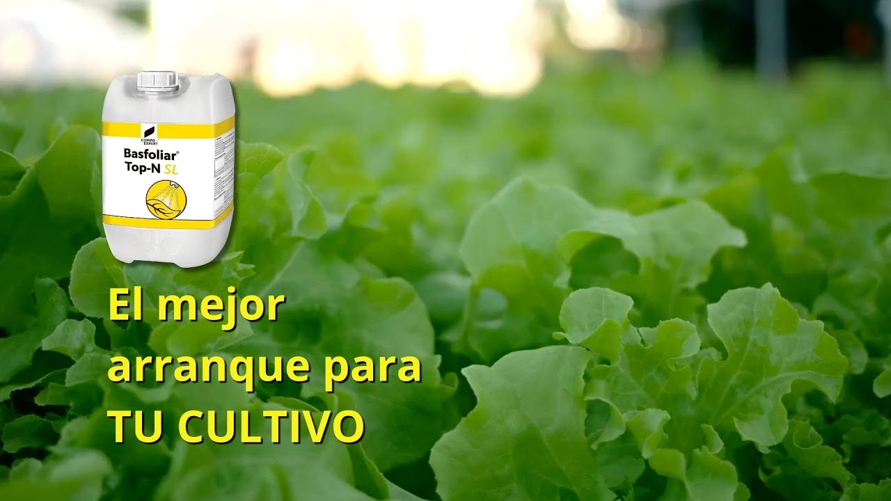 El mejor fertilizante para el arranque en uva, frutales y hortícolas - COMPO EXPERT El mejor fertilizante para el arranque en uva, frutales y hortícolas - COMPO EXPERT