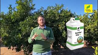 Bioestimulante para cítricos Basfoliar® Kelp 