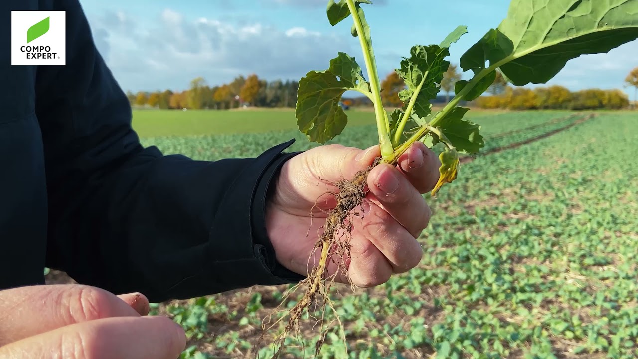 Raps - Mikronährstoffversorgung im Herbst