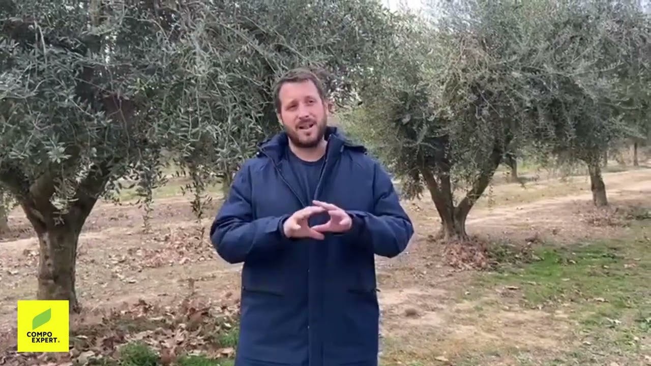 Fertilización del olivar - Jose Carlos González - COMPO EXPERT