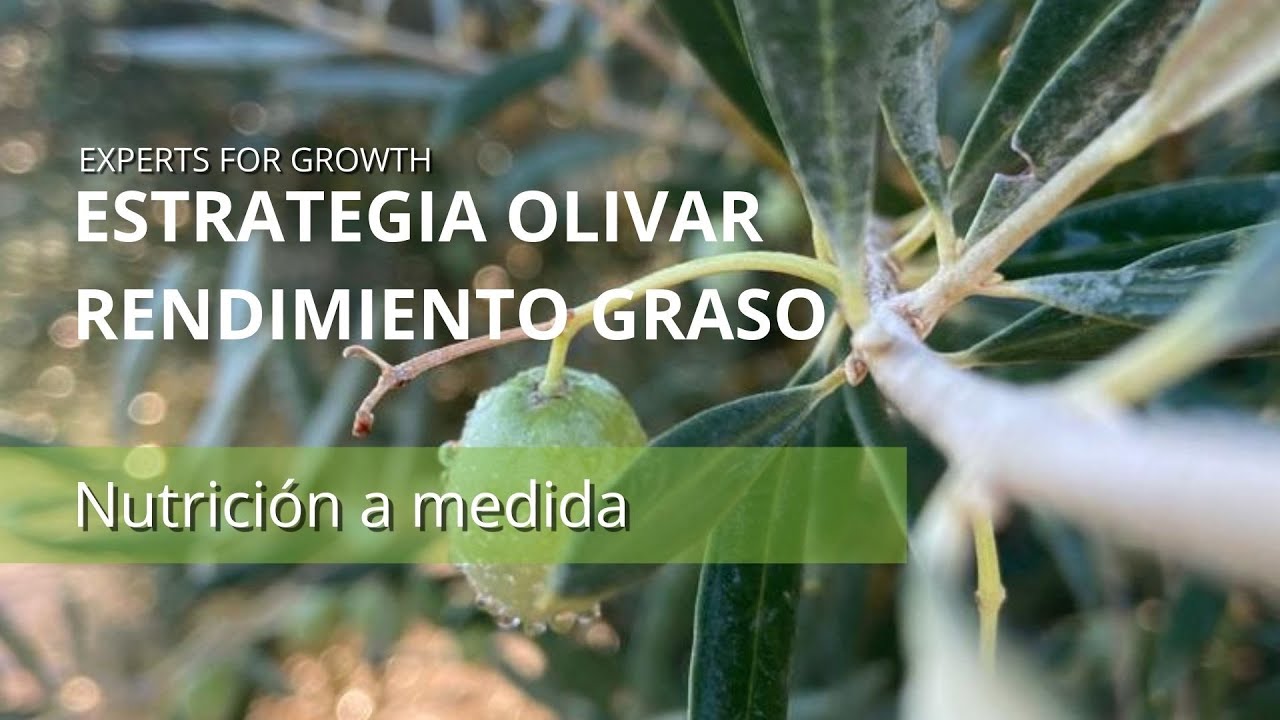 Aumento del RENDIMIENTO GRASO en #OLIVAR - Abonado del olivo- COMPO EXPERT