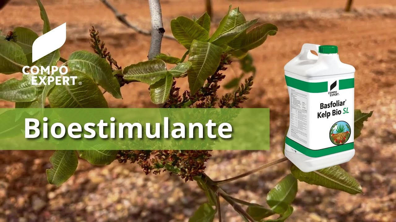 Bioestimulantes para frutales, hortícolas y cereales - Bioestimulante Basfoliar® Kelp Bio SL