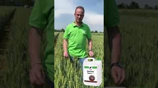 I biostimolanti Basfoliar Spyra SL e Basfoliar Si SL applicati su grano 