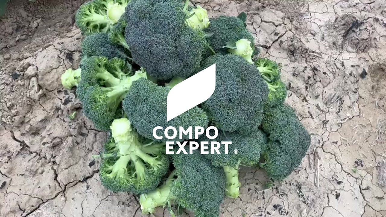 Biostimulant for broccoli Vitanica® TanEx with tannins - COMPO EXPERT Biostimulant for broccoli Vitanica® TanEx with tannins - COMPO EXPERT