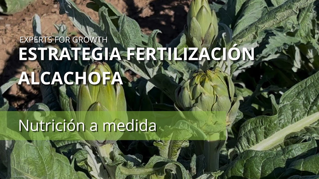 Estrategia Fertilización de Alcachofa - Fertilizantes solubles - Abono para alcachofa - COMPO EXPERT