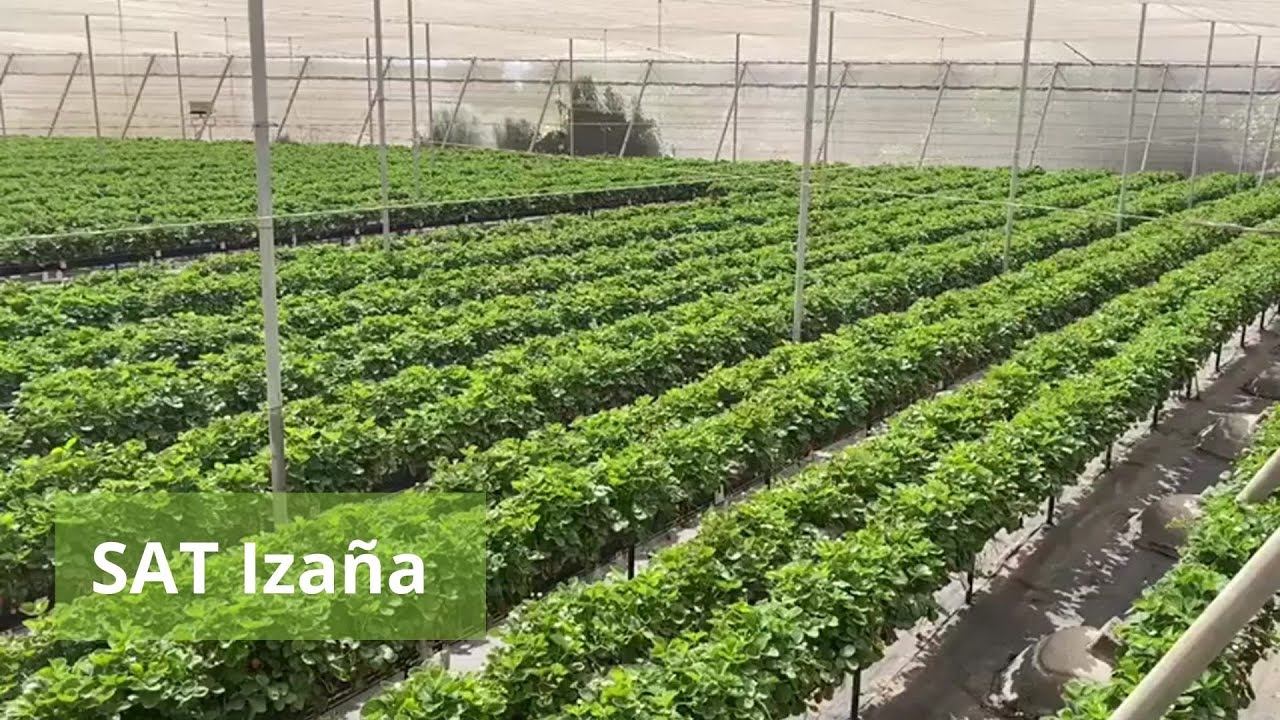Principales productores de #fresa de #Canarias - Fertilización y cultivo de las fresas - SAT IZAÑA