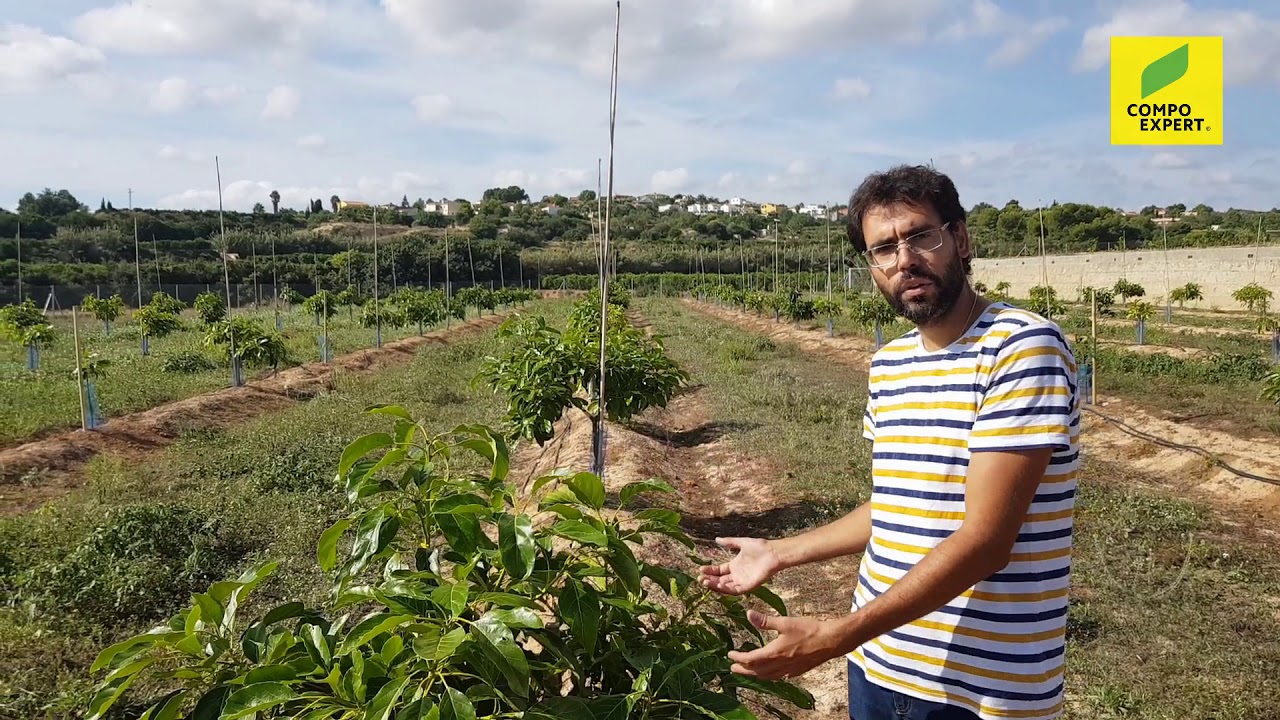 Estrategia de recuperación en aguacate con Kamasol Presal