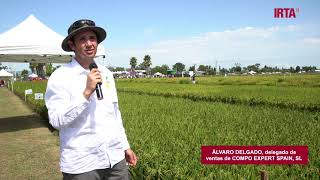 Vitrina tecnológica COMPO EXPERT - Cultivo del arroz