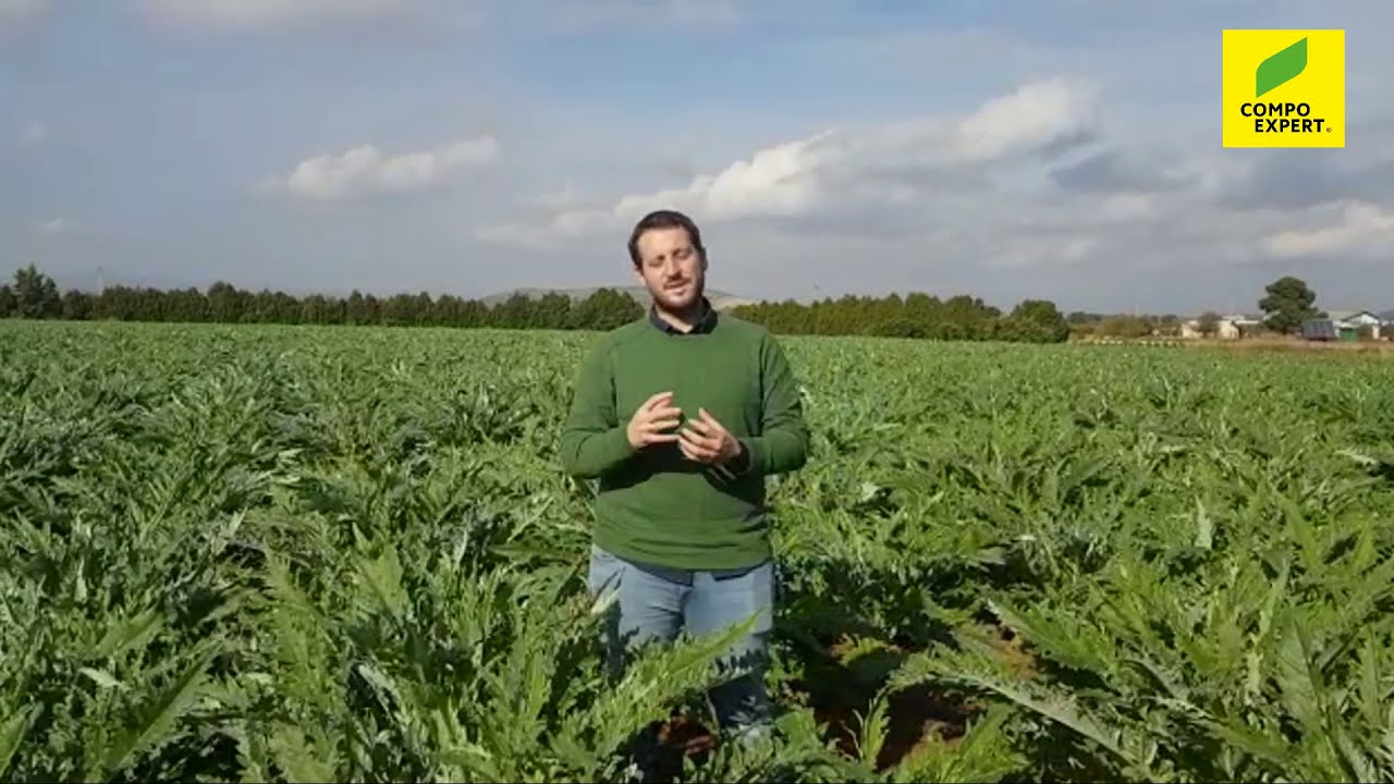 Estrategia COMPO EXPERT en cultivo de alcachofa