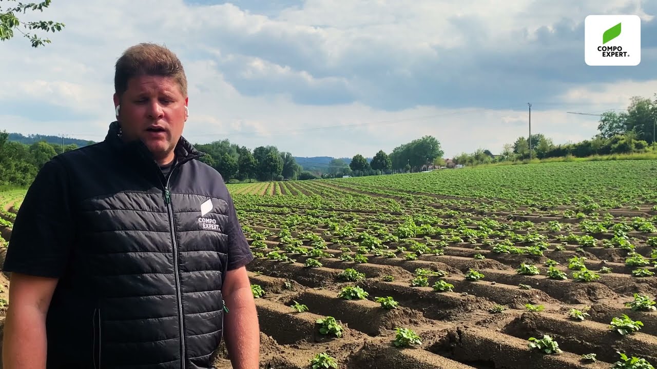 Blattdüngung im Kartoffelanbau
