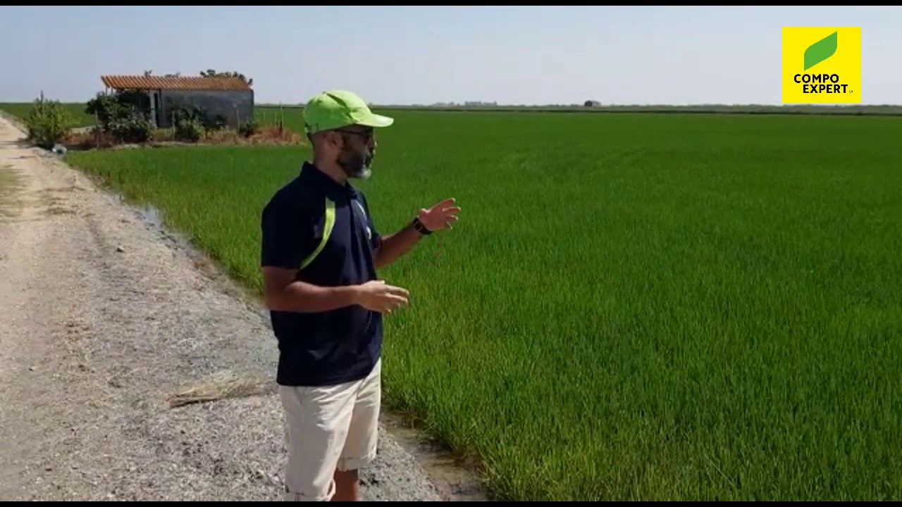COMPO EXPERT - Parcela de arroz en Sevilla - Fertilización del arroz