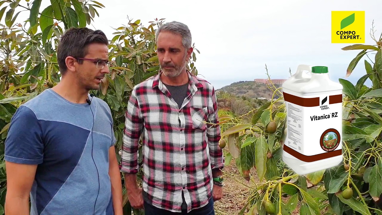 Finca de #aguacate Agro-Rincón con tratamiento #bioestimulante COMPO EXPERT #bioestimulantes