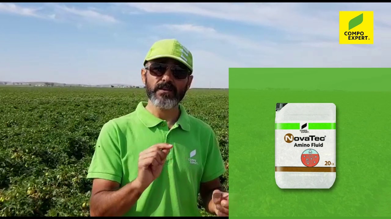 Tomate de industria con plan 100% COMPO EXPERT