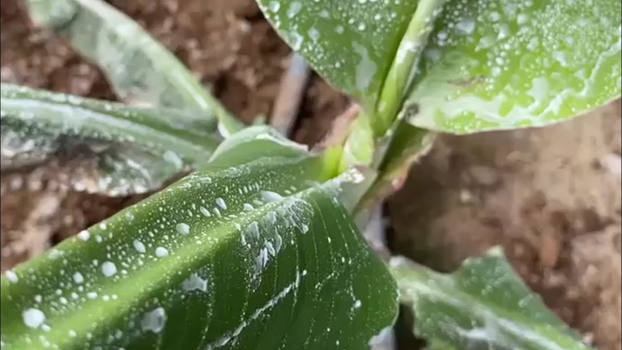 Aplicación de Invelop® White Protect en una plantación joven de plataneras