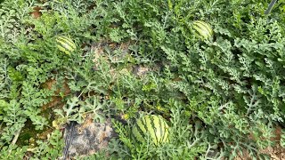 Cultivo de sandia con polinizador mini - Estrategia de fertilización sandía - COMPO EXPERT Cultivo de sandia con polinizador mini - Estrategia de fertilización sandía - COMPO EXPERT