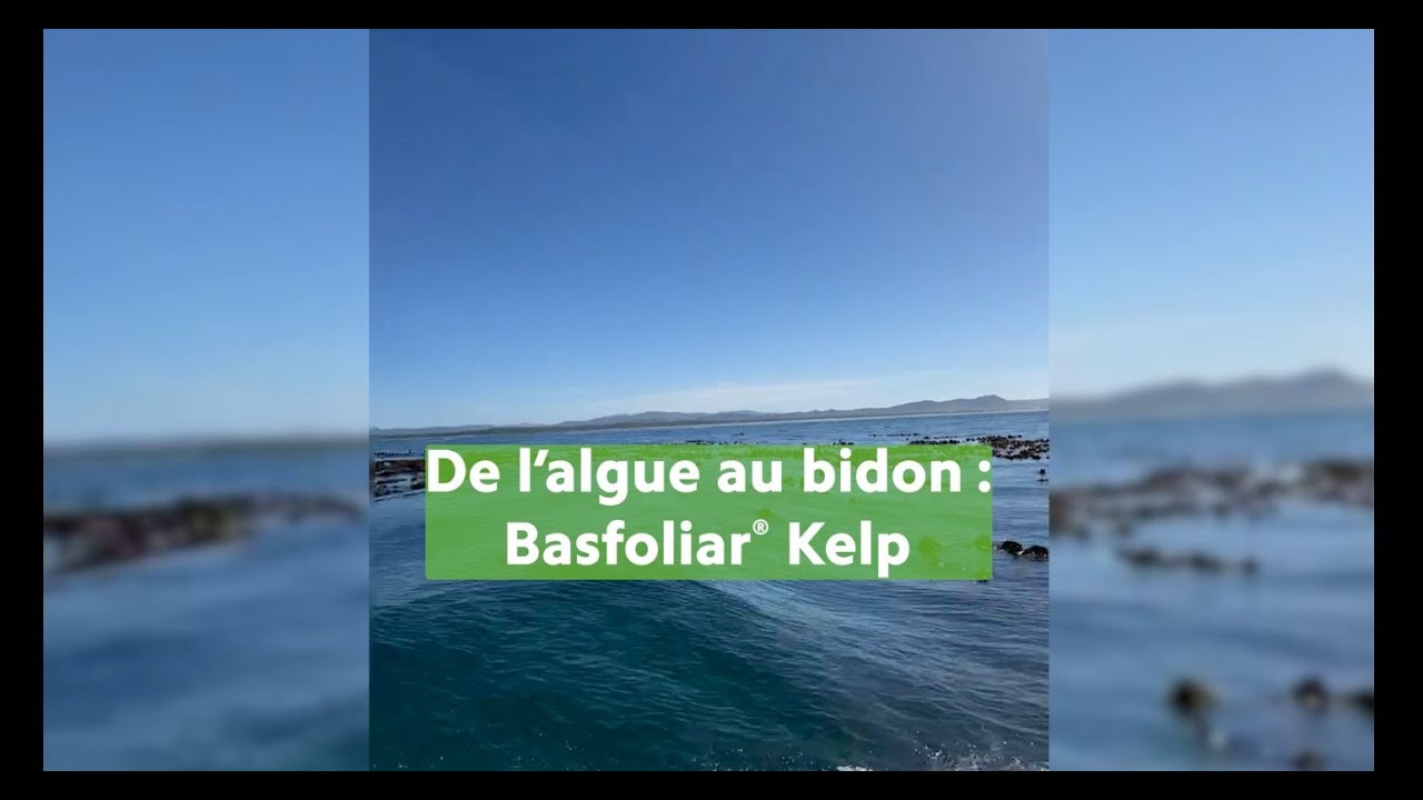 Basfoliar Kelp de l'algue au bidon