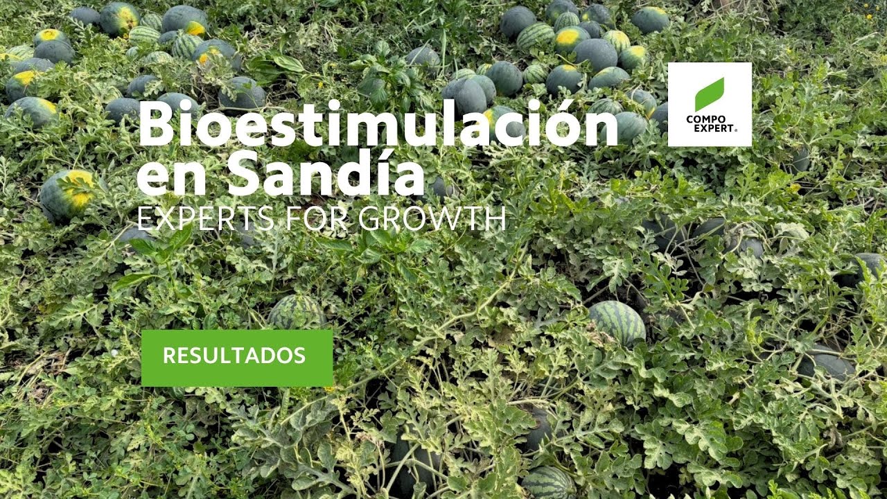 Bioestimulantes para Sandía - Cultivo de sandía en invernadero COMPO EXPERT Bioestimulantes para Sandía - Cultivo de sandía en invernadero COMPO EXPERT
