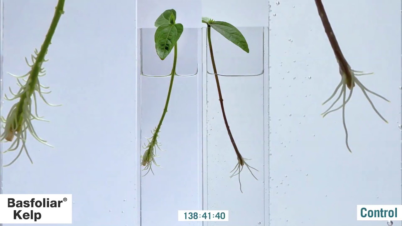 Basfoliar Kelp SL - effetto sulle radici
