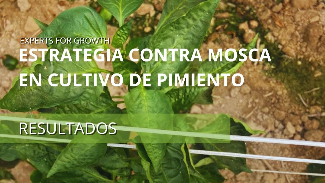 Bioestimulante Basfoliar® Spyra SL en cultivo de pimiento con ataque de mosca