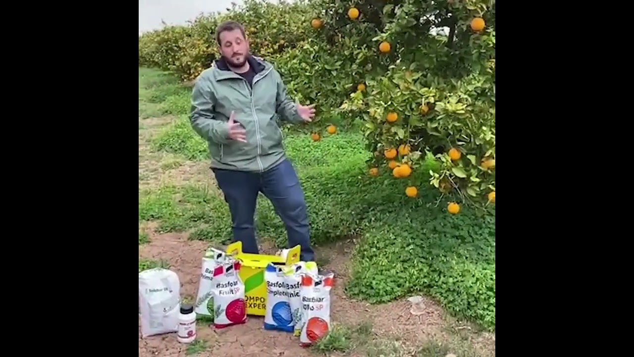 Estrategia COMPO EXPERT en una parcela de Valencia Late - Abonado para naranjos Estrategia COMPO EXPERT en una parcela de Valencia Late - Abonado para naranjos